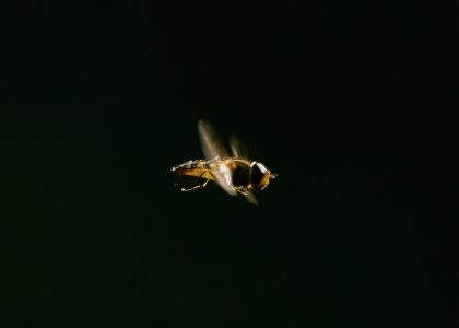 Der Bienenton-Atem